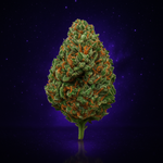 AMNESIA 2.0 (Indoor)