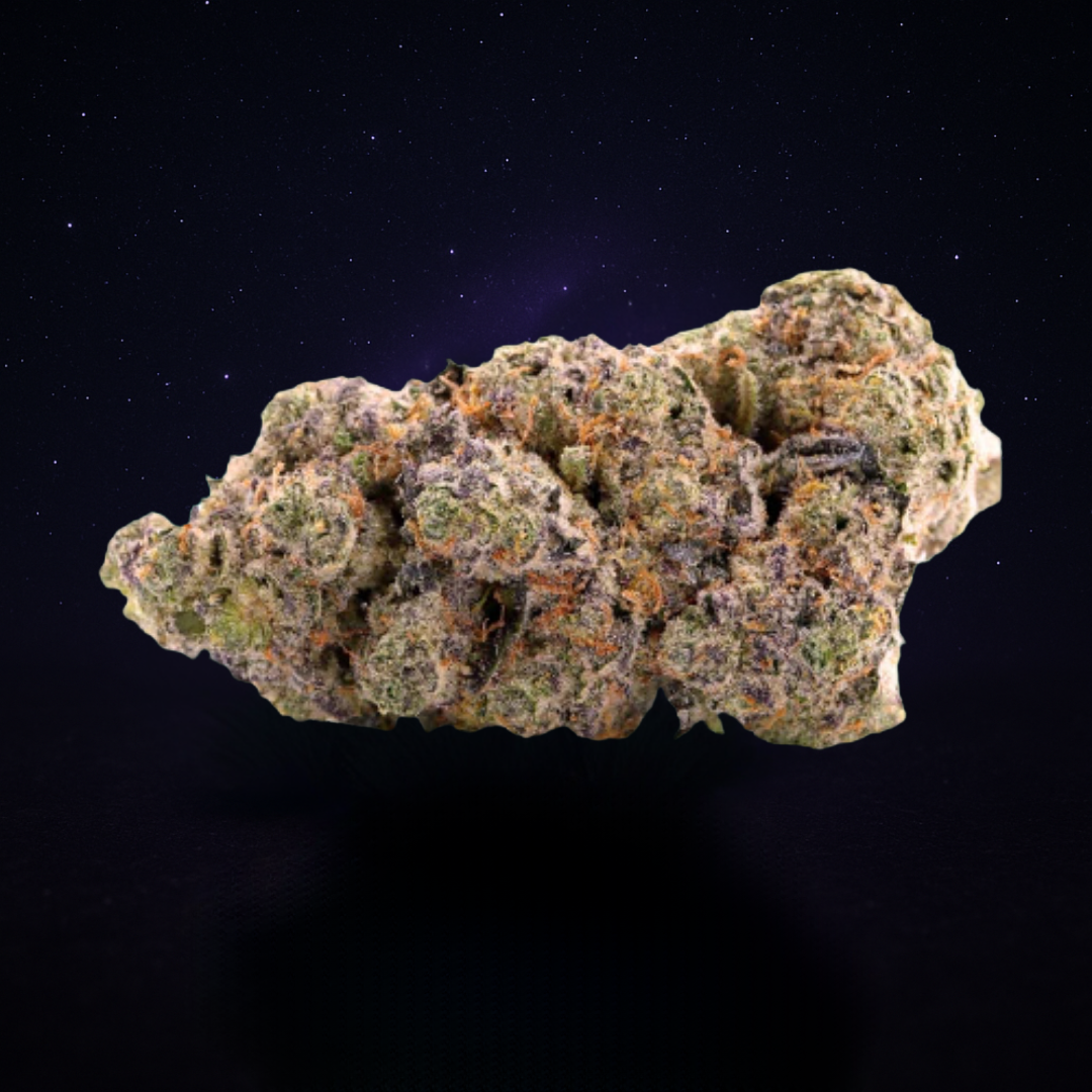 HARLEQUIN (Glasshouse)