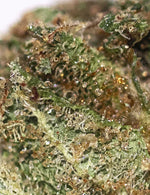 STRAWBERRY (Glasshouse)