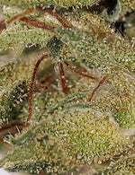 LEMON HAZE 2.0 (Glasshouse)