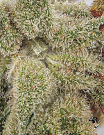 AMNESIA KUSH (Indoor)