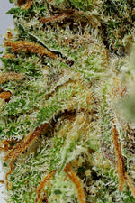 CALIFORNIA KUSH (Indoor)