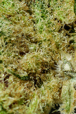 GIRL SCOOT COOKIES (Indoor)