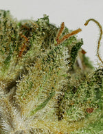 GORILLA GLUE (Indoor)