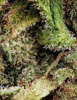 SUPER LEMON (Glasshouse)